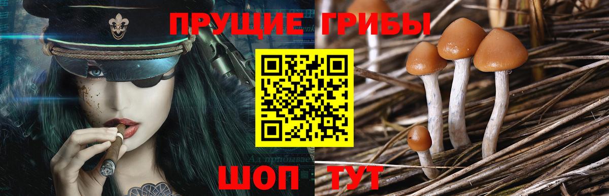 цены   Вход с VPN  Орёл  Псилоцибиновые грибы Psilocybe 